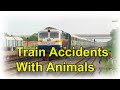 Train accident with animals