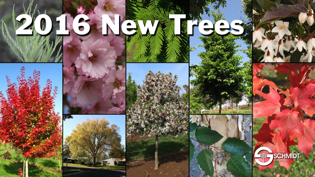 New Trees 2016