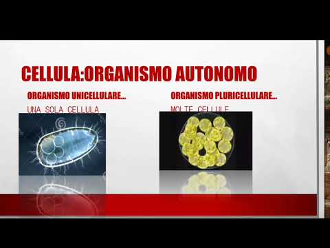 Trattamento di capre per rimedi di gente di vermi Se è possibile rivelare vermi su analisi del sangue