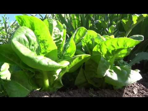 'Little Gem' är en utmärkt sallat!