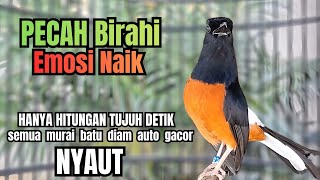Download lagu PANCINGAN murai Batu FIGHTER NEMBAK MEWAH GANAS !! Jadikan semua murai mental Ngedrop AUTO GACOR mp3