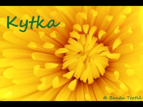Kytka
