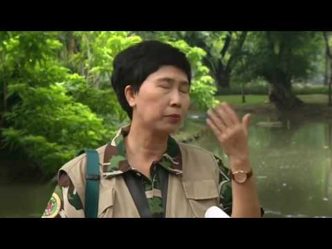 Warane müssen Bangkok verlassen