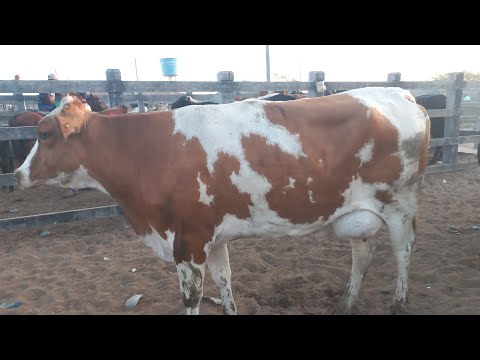 Feira de vaca de leite em Dois Riachos Alagoas 25/03/26#nordeste