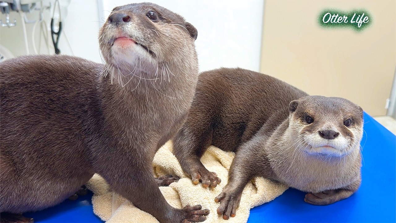 こんなカワウソ見たことある？病院でまるでマッサージを受けるかの如く健康診断をこなすカワウソたち My Otters Think the Vet is a Massage Spa!