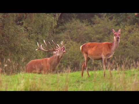 Wędrówki Skrzata Borówki - odc. 8 - Wrzosowisko