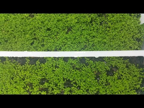 MC (Monte Carlo) vs HC (Hemianthus callitrichoides) Differnce in look