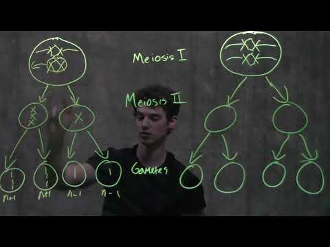 Genetics: Nondisjunction & Meiosis