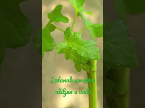 Zeleni izdanak smokve ožiljen u vodi - Vol.2022.