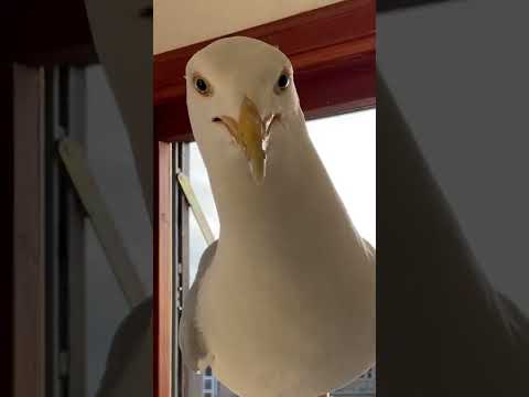 My Pet Seagull comes all the way inside!