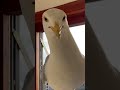 My Pet Seagull Comes All The Way Inside