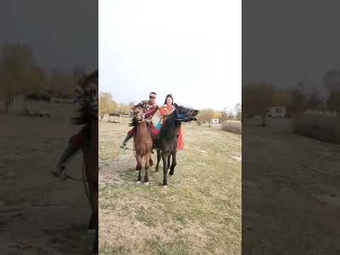 Wild Horse Mare revolutionizing young foals future stallions  Horses #Shorts #2949