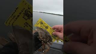 ALWAYS Measure Dungeness Crabs TWICE #shorts #fishing #crab #crabbing