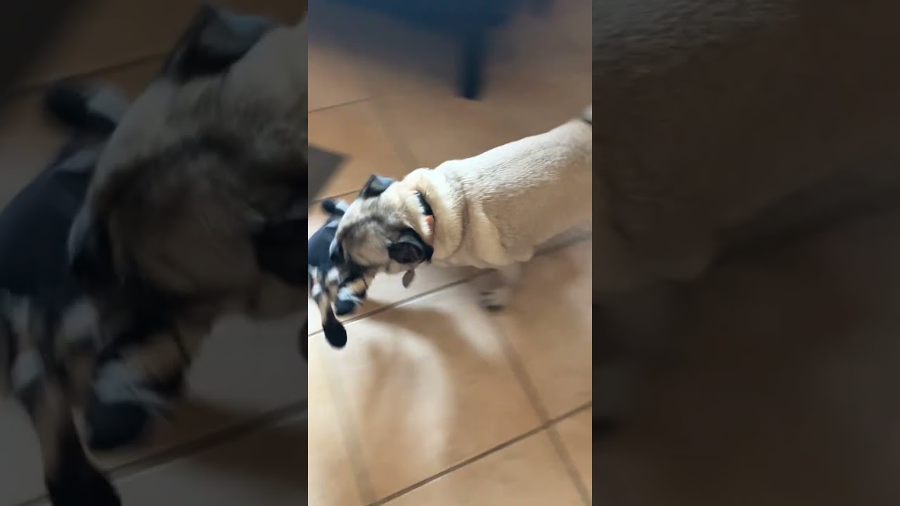 Enlarge Chloe, a Adoptable Pug in Scottsdale, AZ video 5/6