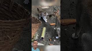 Gatos Disputando Quem Fica com o Lanche! 🐀🐈😱