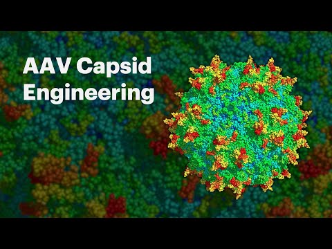 AAV Capsid Engineering