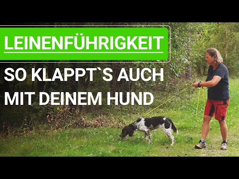 💥🐶 Training leash walking ➡️ How it works with your dog ➡️ Practical video 🐕🐶💥✔️