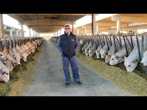 , title : 'Az.Cascina “BONETTA”Fll.Delsoglio 700 capi Piemontesi linea vacca vitello ingrasso e 🐂Buoi 🐂'