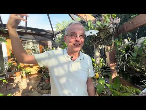 Essential care tips for Cattleyas