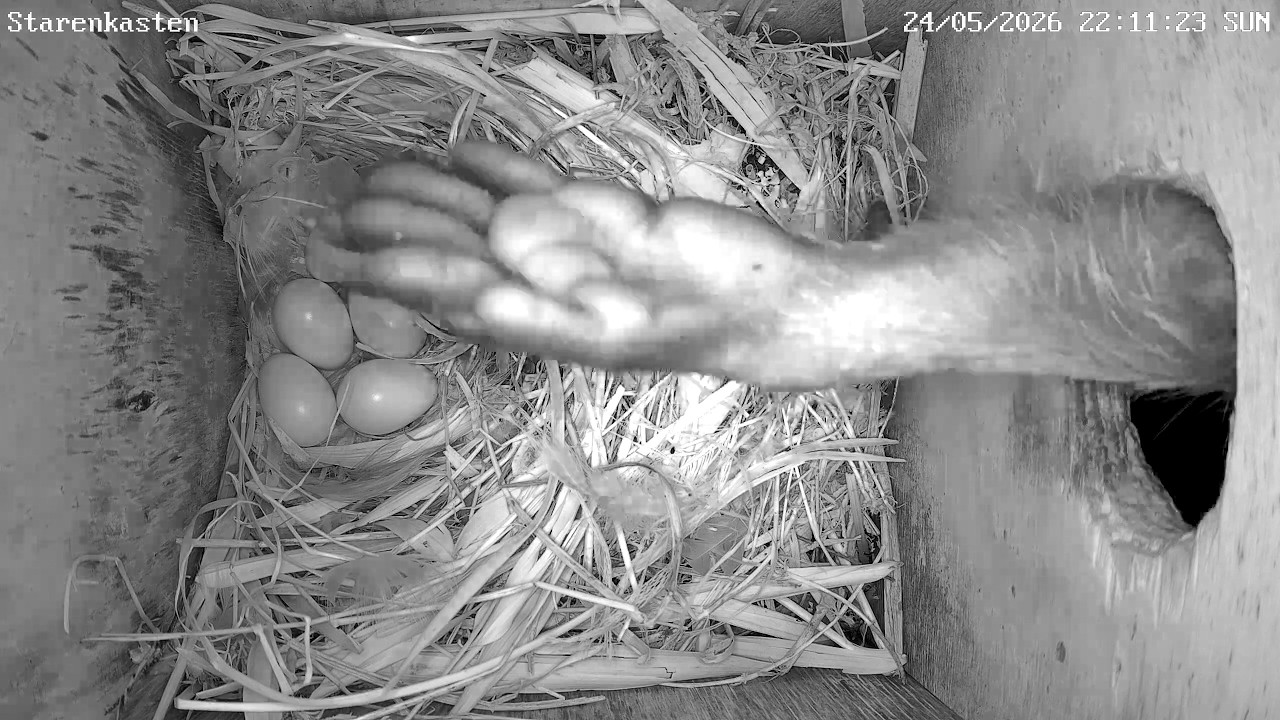 Waschbär versucht Starenkasten zu plündern | 24.05.2026