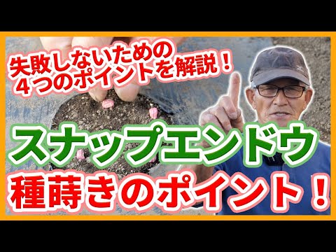 いつ、どのようにエンドウ豆を地面に蒔くのですか？ 2月に種まきを始めてもいいでしょうか？  庭園
