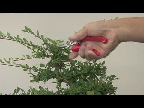 Pruning a Chinese Elm Bonsai 2