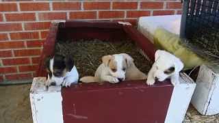 Cute Litter of Jack Russell Terrier Puppies Brought to You by Snow Creek