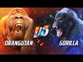 Gorilla VS Orangutan