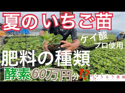 イチゴの肥料はいつ、どのように与えるのですか？一番良い肥料は何でしょうか？  庭園