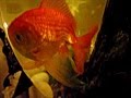 CONFUSIONS ABOUT A GOLDFISH-JOHN KONGOS