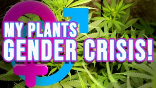 I Teach You How To Prepare For Either A Male OR A Female Cannabis Plant When You're Uncertain