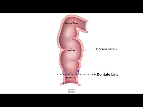 HCC 1475 7b  Rectum Anus Anatomy