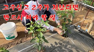 고추심고 2주가 지났다면 꼭 해야 할 일이 있습니다.
