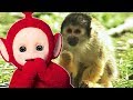 Feeding The Monkey And Animal Parade Teletubbies Full Episode
