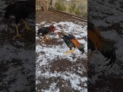 Xo‘roz jangi telegramda