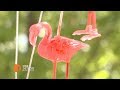 The Pink Flamingo One Detroit Clip