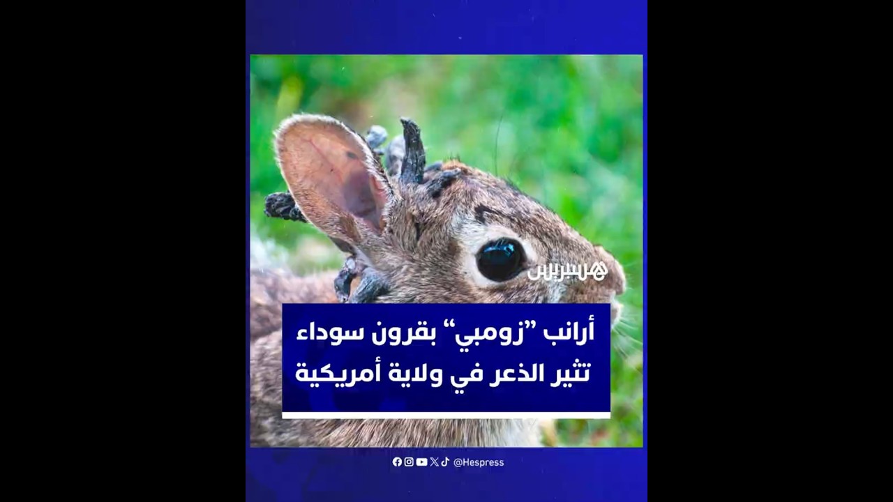 أرانب “زومبي” بقرون سوداء  تثير الذعر في ولاية أمريكية thumbnail