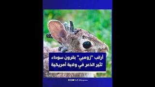 أرانب “زومبي” بقرون سوداء  تثير الذعر في ولاية أمريكية thumbnail