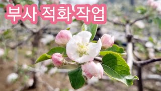 사과나무 부사(후지) 적화 작업