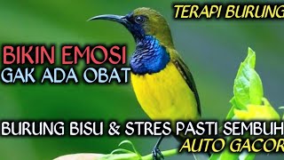 Download lagu 5 DETIK AUTO GACOR‼️ TERAPI AIR UNTUK SEMUA JENIS BURUNG , GEMERICIK AIR TERAPI BURUNG ,TERAPI AIR  mp3 Download lagu 5 DETIK AUTO GACOR‼️ TERAPI AIR UNTUK SEMUA JENIS BURUNG , GEMERICIK AIR TERAPI BURUNG ,TERAPI AIR  mp3