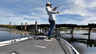 Sprayed Grass and Seals | Will the CA DELTA RECOVER