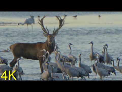 Hirsch & Kraniche am Pramort   --  Red Deer & Cranes at Pramort / Baltic Sea North Germany