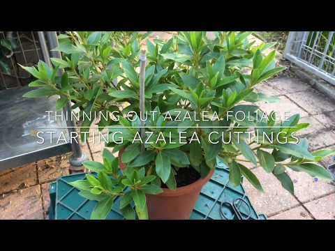Azalea's How to Prune & Propagate
