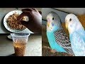 Budgies Parrot Summer Soft Food Budgies Breeding Diet Summer Food Hindi Urdu
