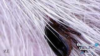 preview picture of video 'zecche cane e gatto, parassiti esterni.Ripicephalus Sanguineus. Centro Veterinario Iaia Ostuni (Br)'