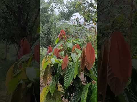 MUITA CHUVA EM ITAMARI-BA.