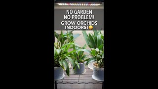 Use A Growlight To Grow Orchids &amp; Plants Inside Your House If You Don’t Have Outdoor Space Or Garden