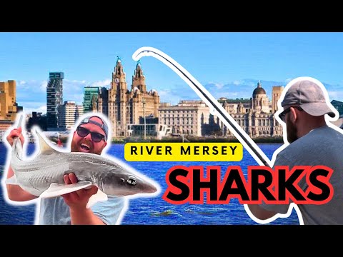 Catching Smooth Hound SHARKS in the River Mersey! (Sea Fishing Rigs, Tips & Bait)