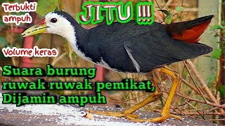 Download lagu Suara jebakan pemikat burung ruak ruak ampuh jitu mp3