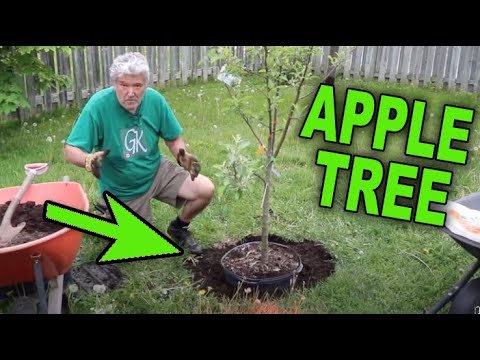 HOW TO PLANT AN APPLE TREE - TIPS AND TRICKS with detailed photos and instructions.